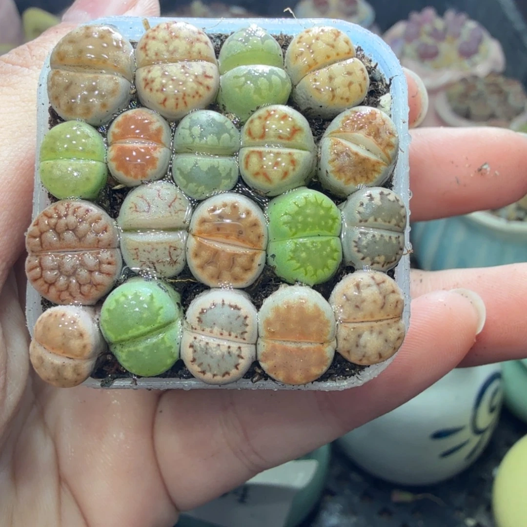 多肉葡萄的味道真的780