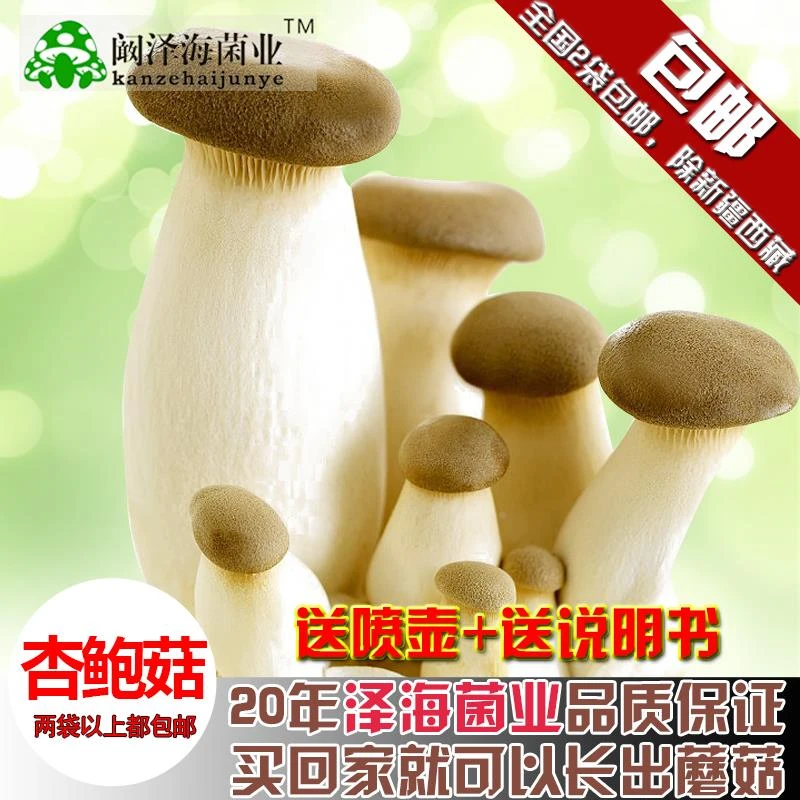 蘑菇女王杏鲍菇种蘑菇菌包食用菌棒菇种蘑菇种子多肉植物阳台养殖