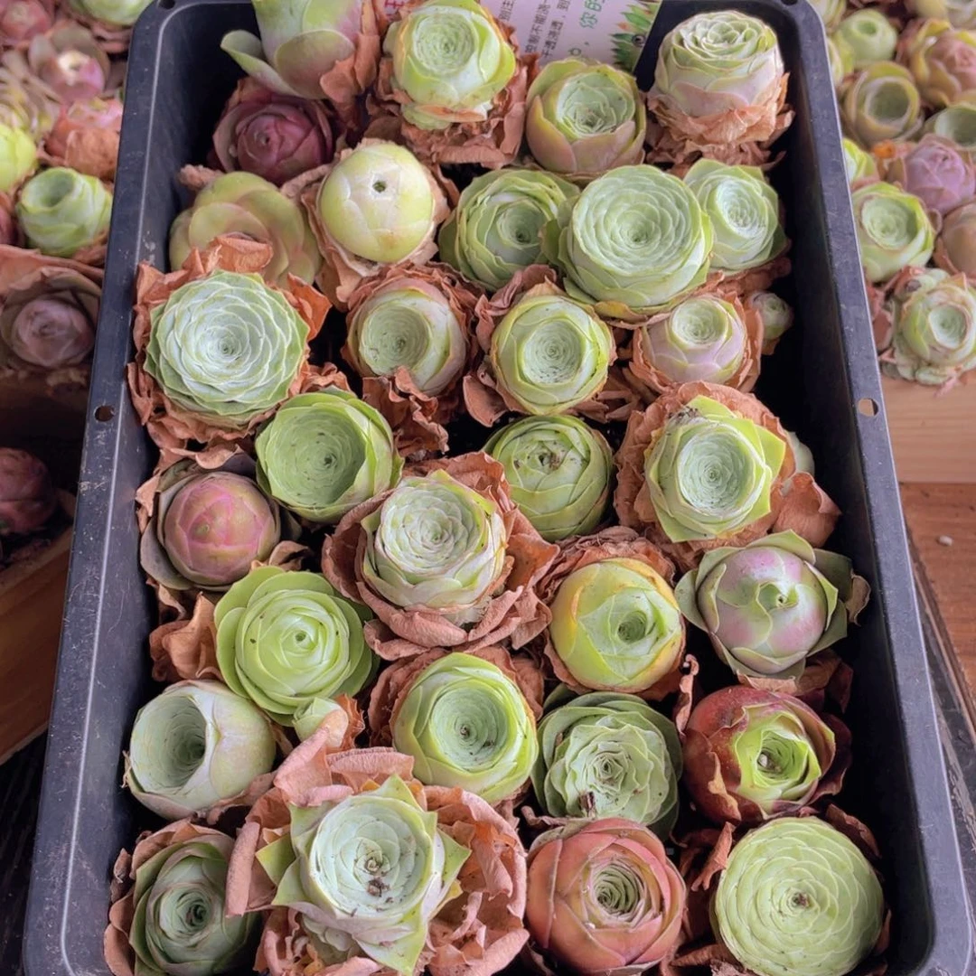 保底三十颗量拍88888888