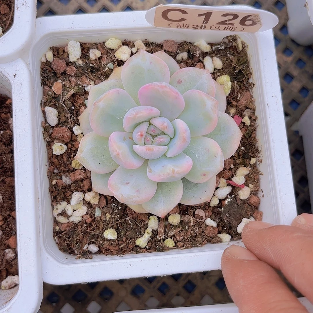 C126橙子锦一物一拍