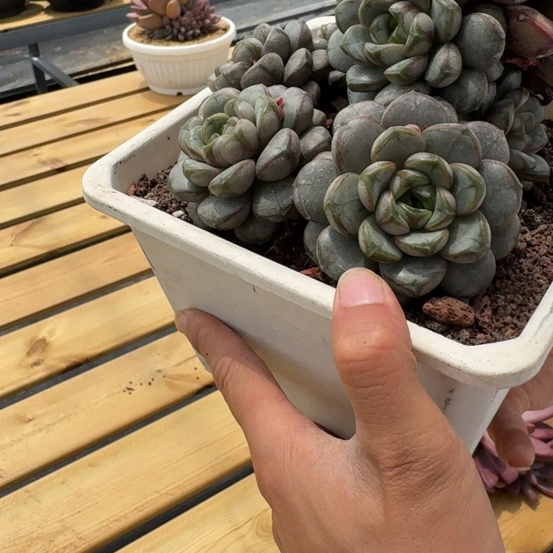 葡萄000000000000000