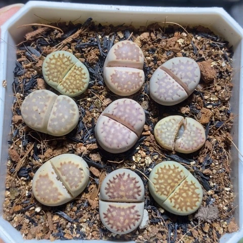 优选漂亮彩饼干特价