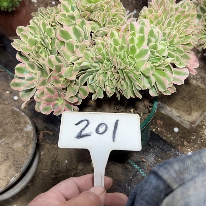 多肉植物粉女巫缀花201