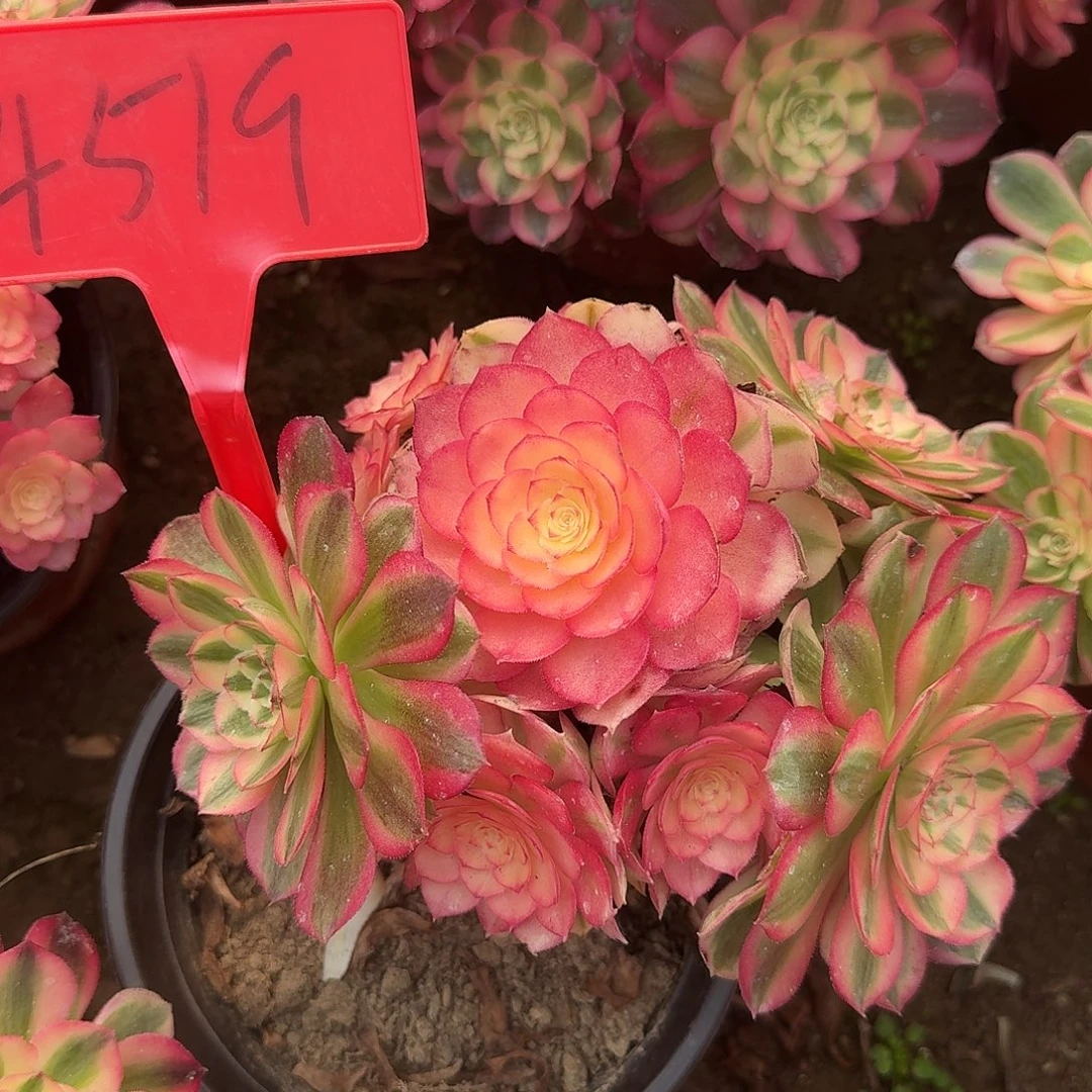 4519倾城多肉法师