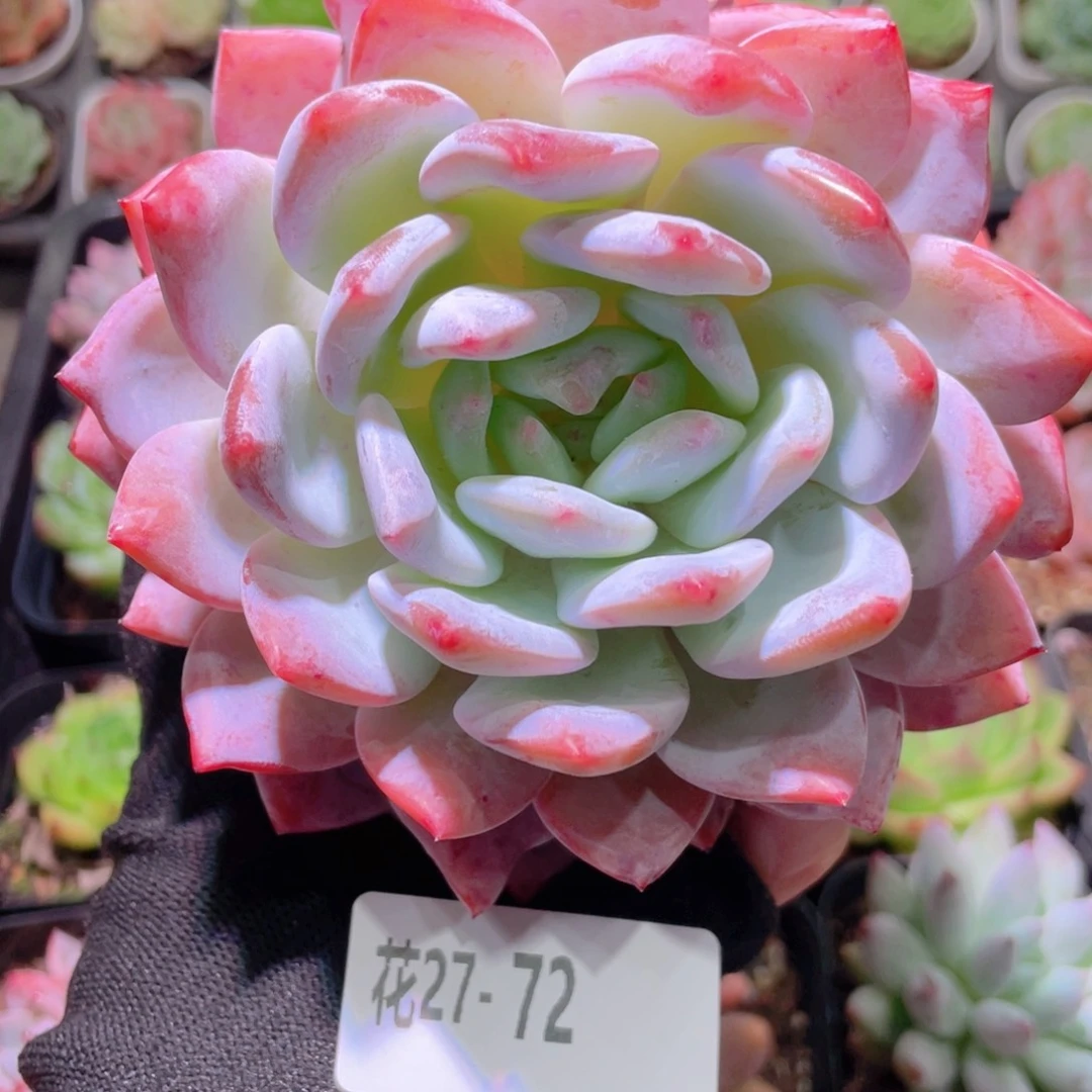 花利美27-72橙梦露