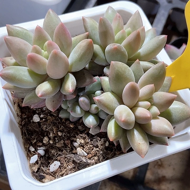 多肉植物车厘子932