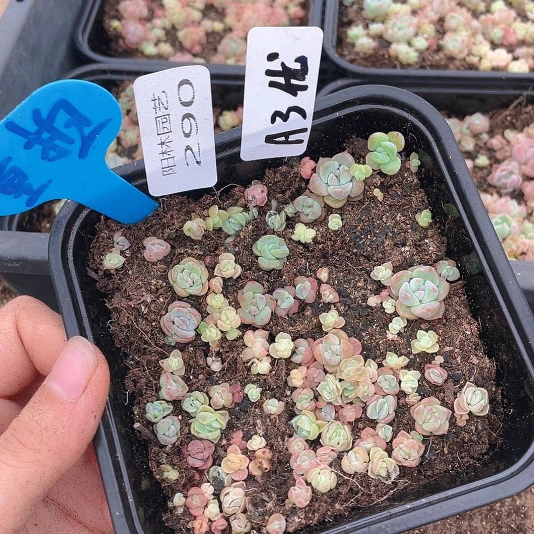 量拍多肉植物多肉植物290