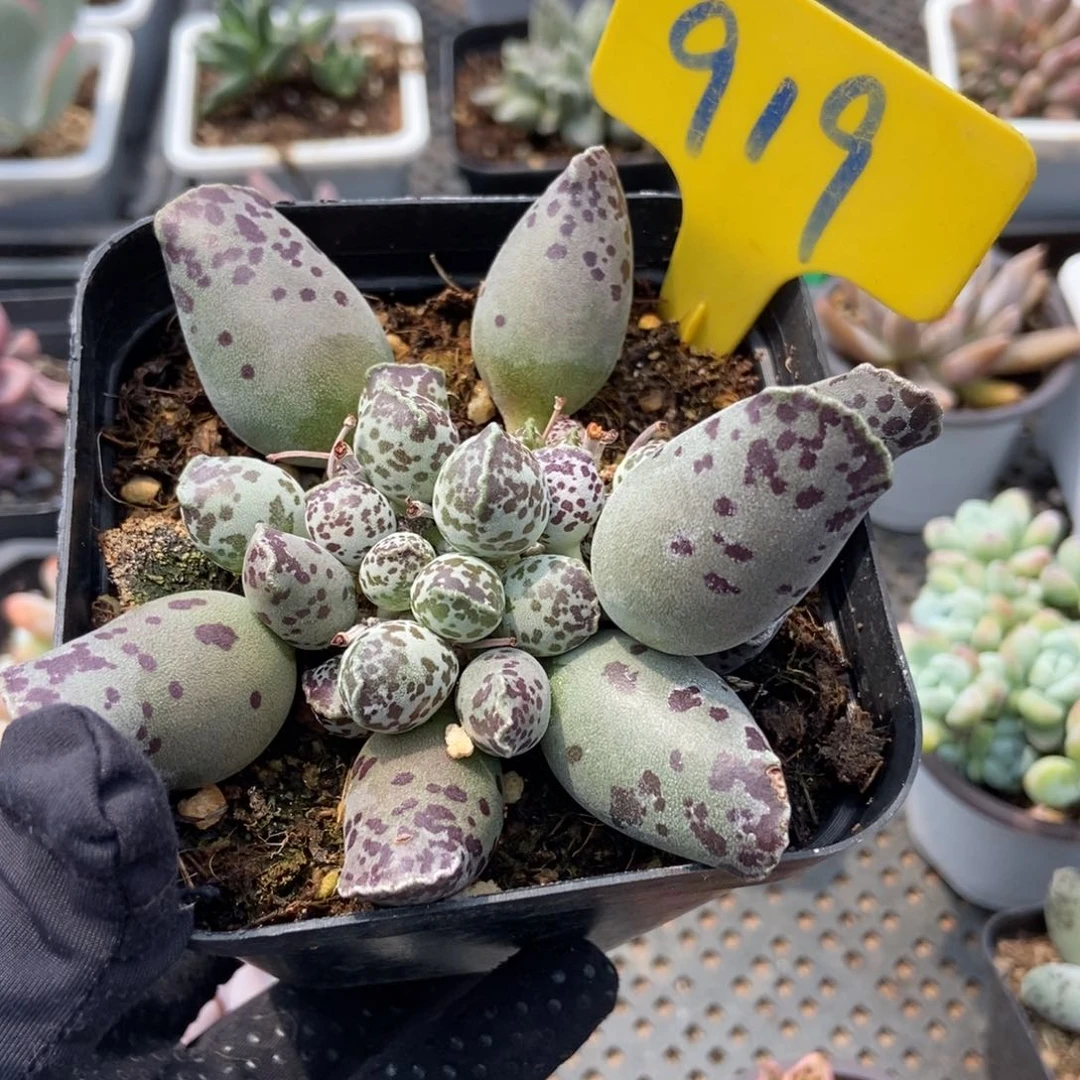 919海豹多肉植物保护