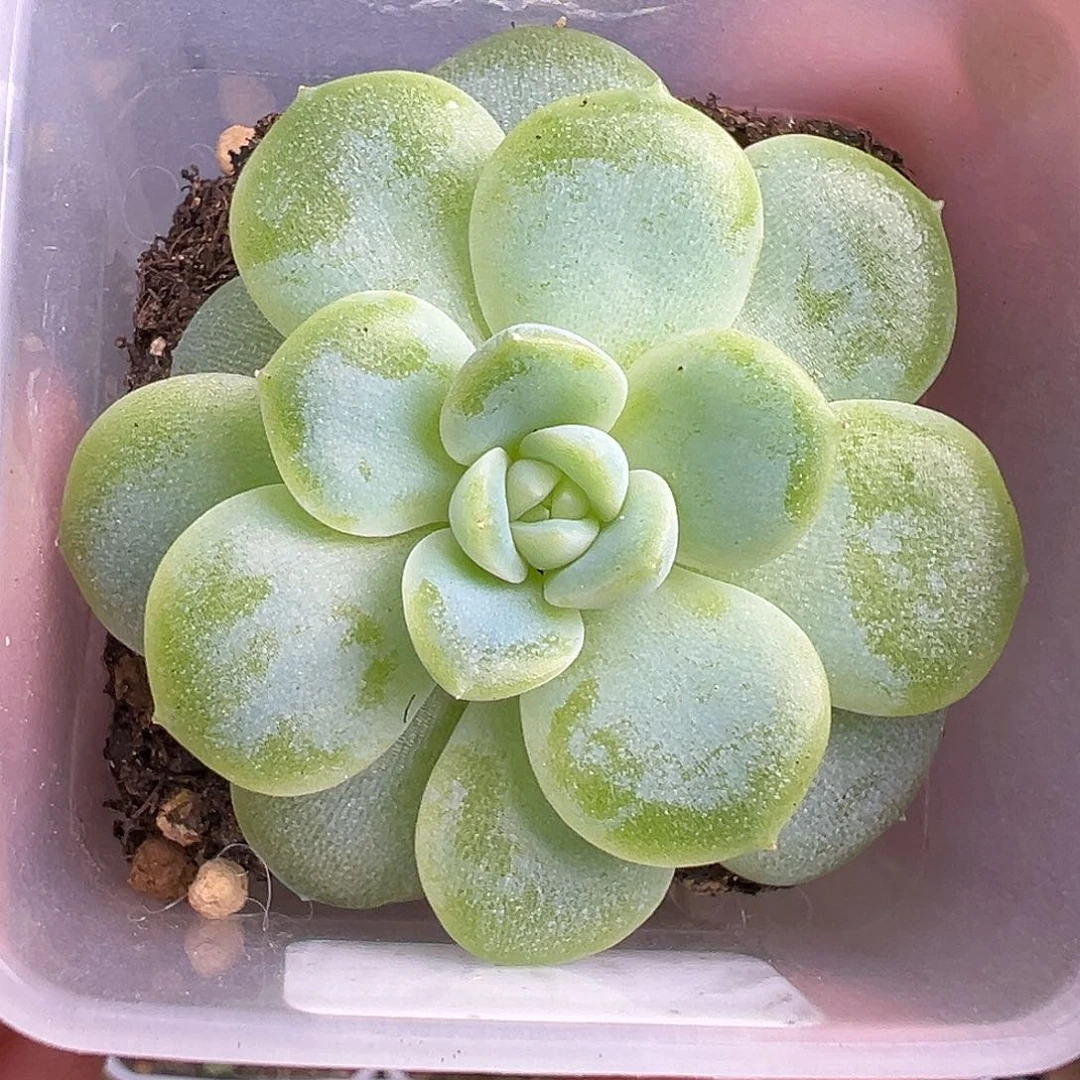 清梦多肉一物一拍