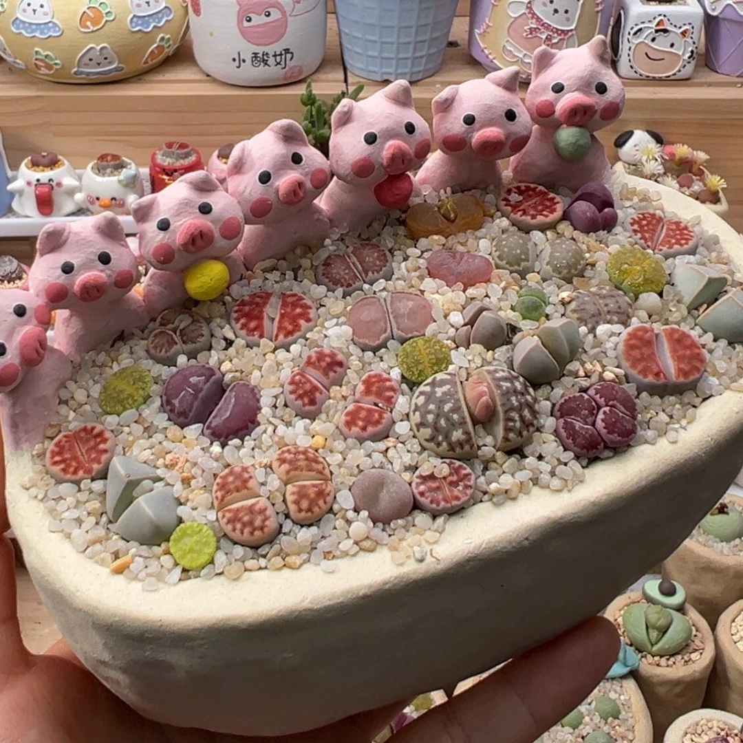 多肉植物110号彩色