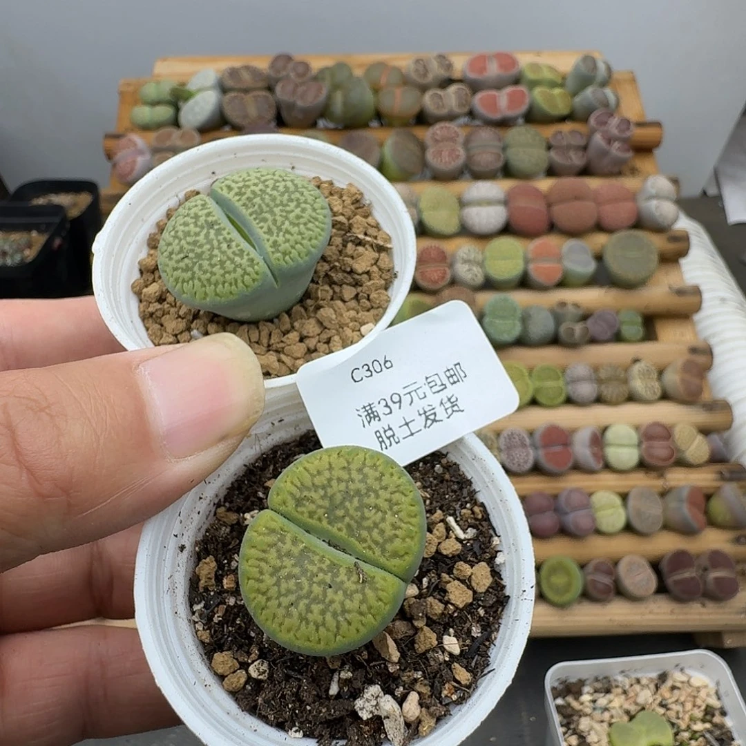 306绿富贵哈哈哈哈