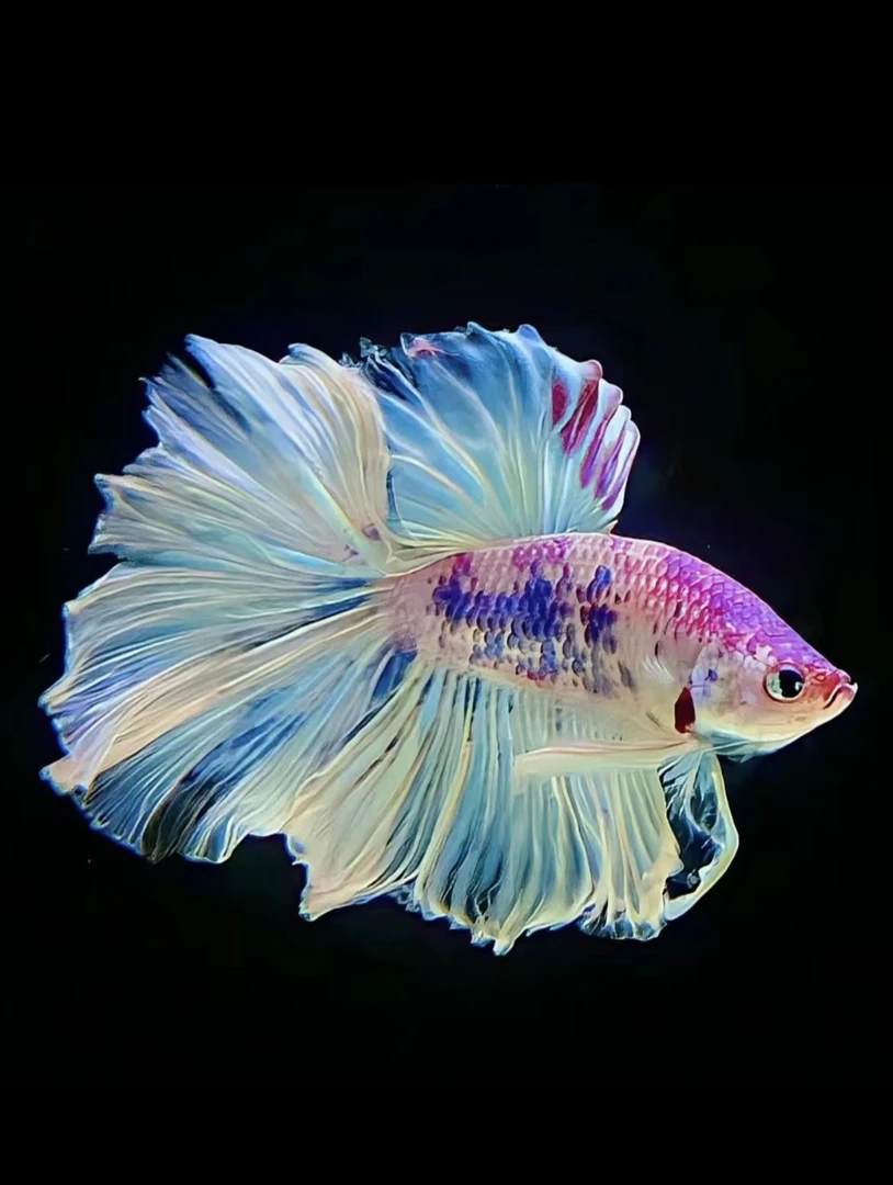 A15（338-360）泰国斗鱼小型热带观赏鱼（直播间选鱼）