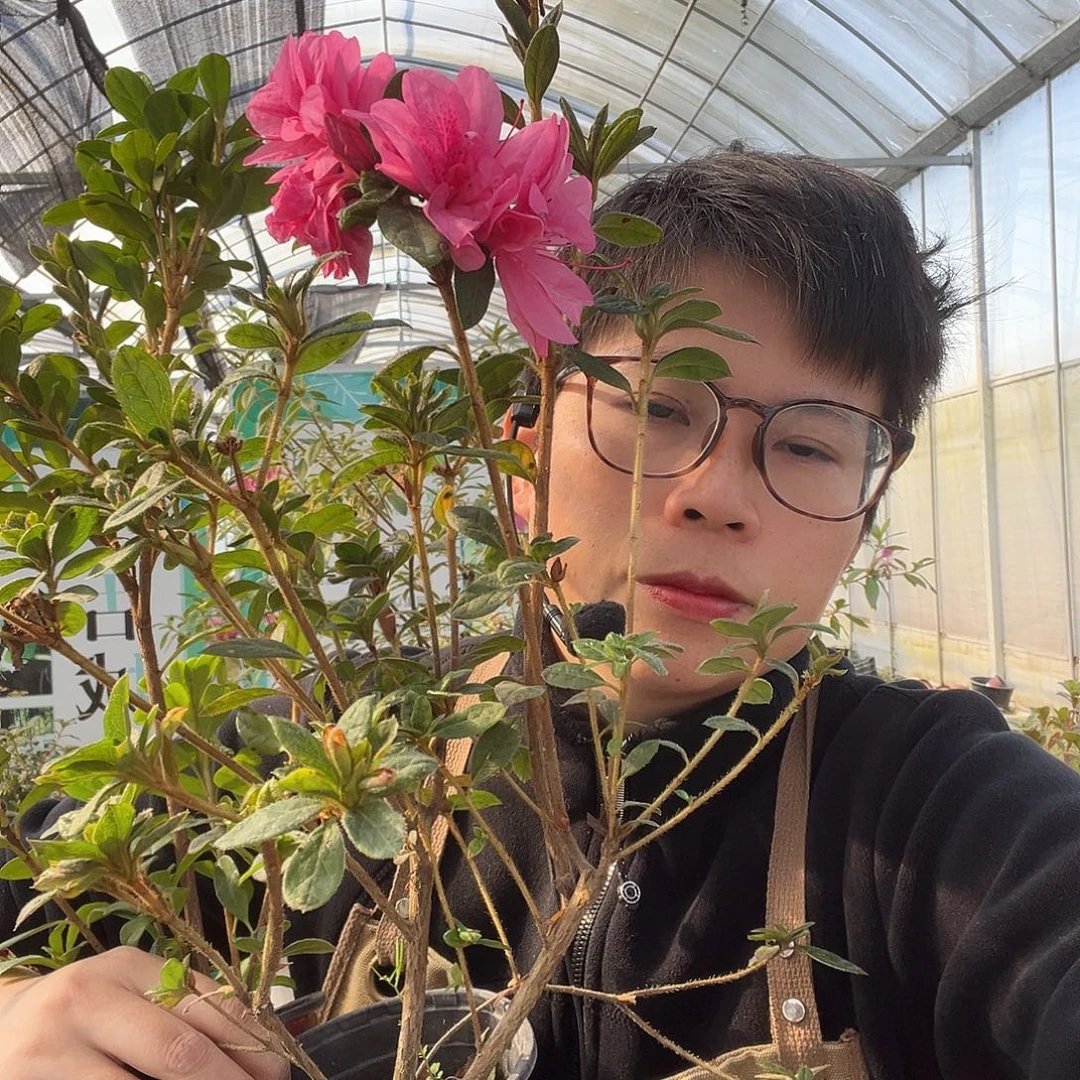 花***间完全开放王妃加云隙阳光杜鹃