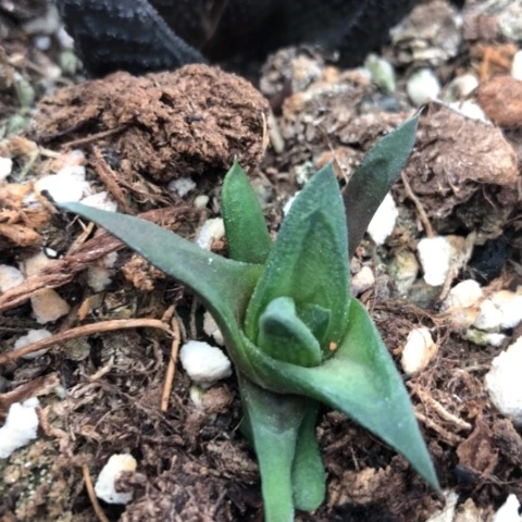 大型尼古拉硬叶子