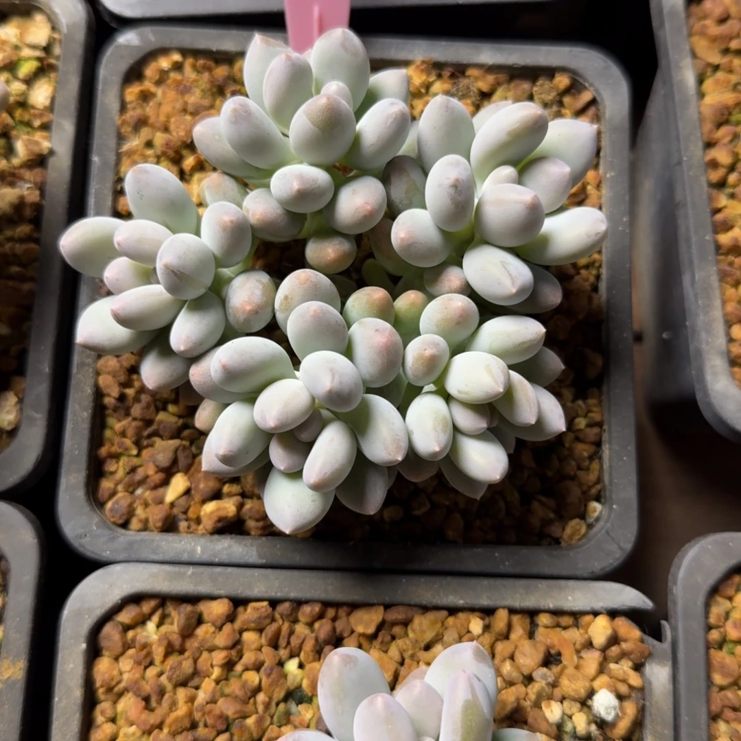 日月星辰1111111111111111