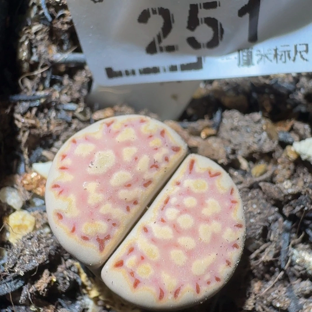 Zzzz精品生石花251