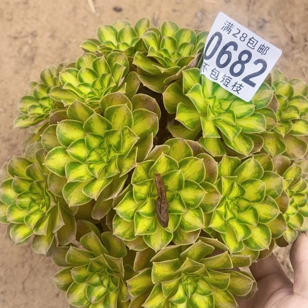 0682韶华多肉植物法师