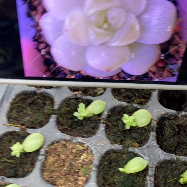 白小七芽苗一个量