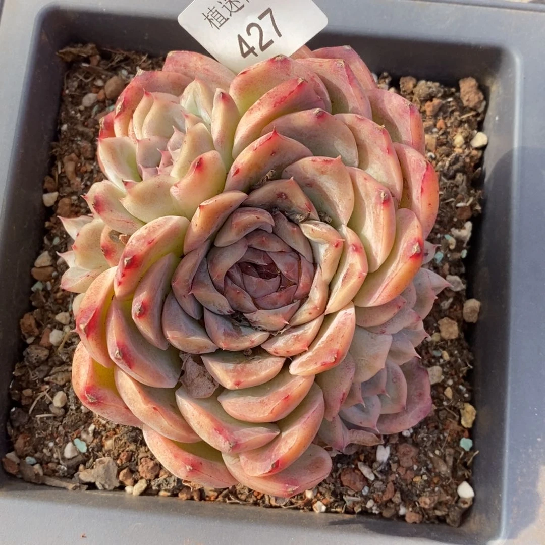 风**人杂交精品多肉427