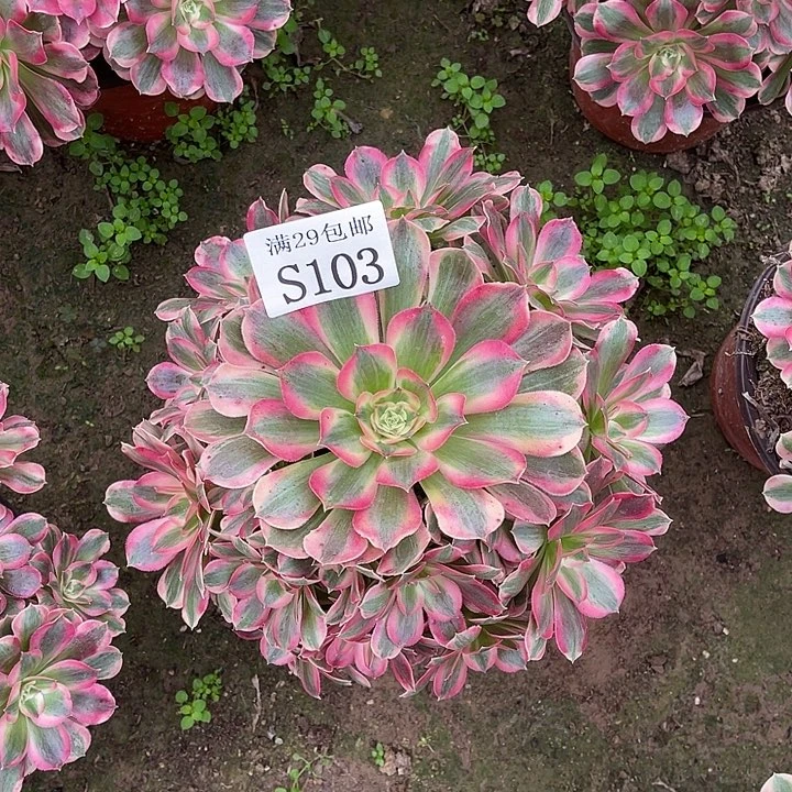 103粉女郎多肉植物