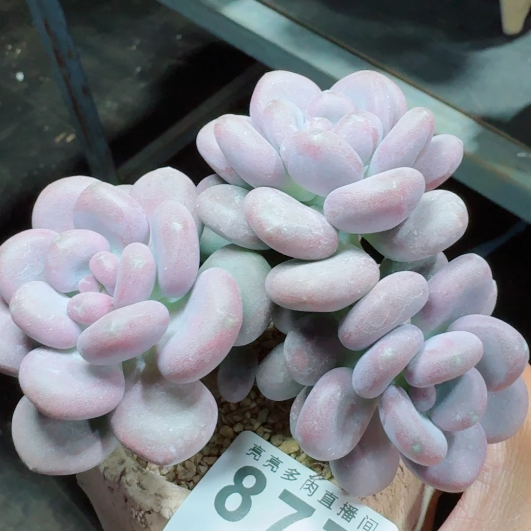 奶酪      愿你一路坦途，乘风破浪展宏图