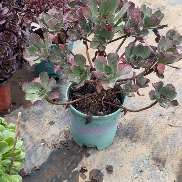 31红富士多肉多肉植物多肉