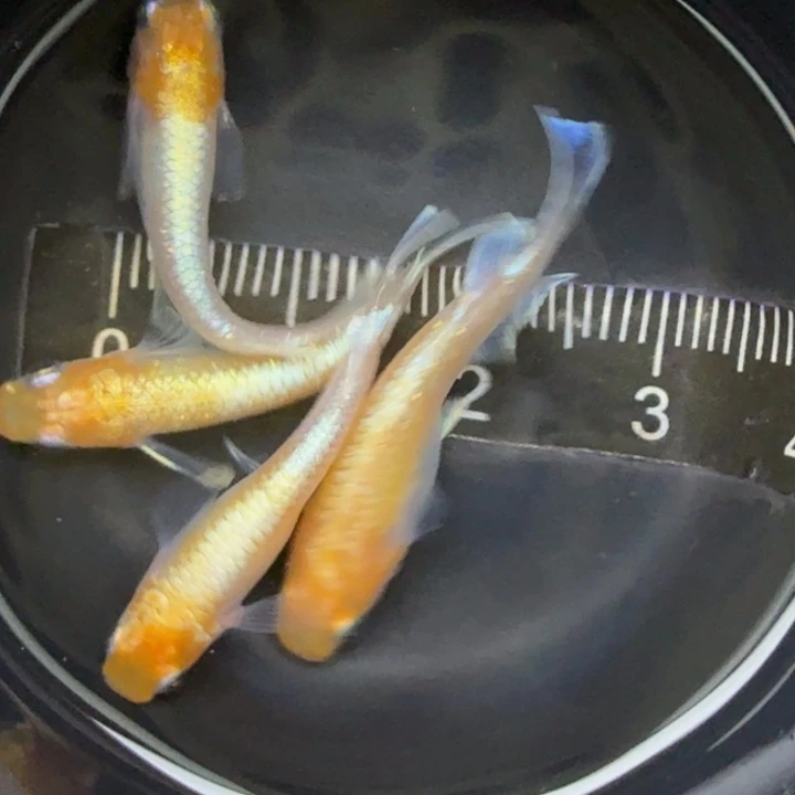 青鳉鱼红白赤壁19号