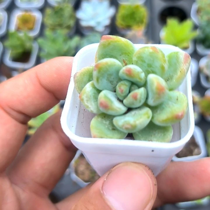 劳尔一颗，满5元包邮