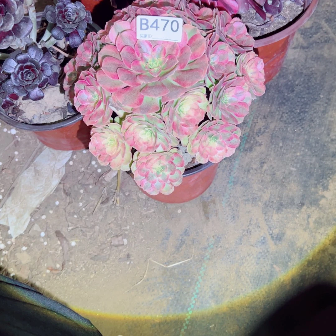 470雨荷多肉植物法师多肉