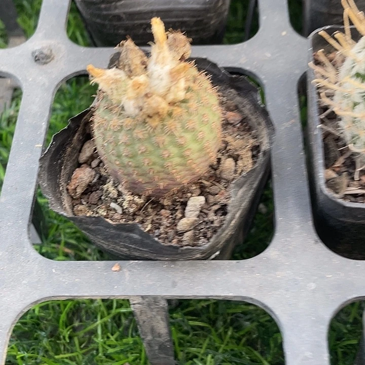 单头貂之子满25包邮
