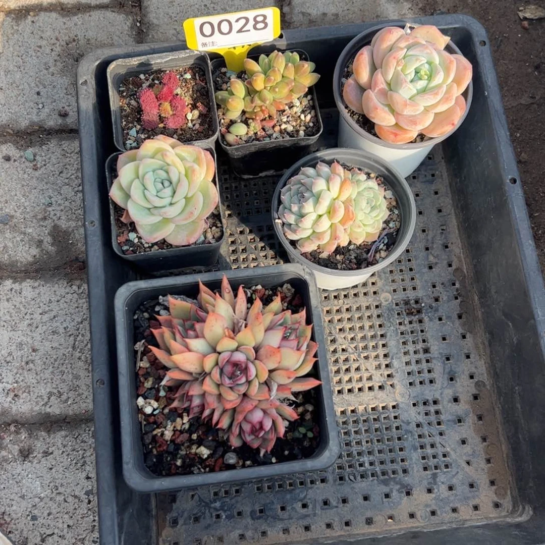 买一送五一组包邮