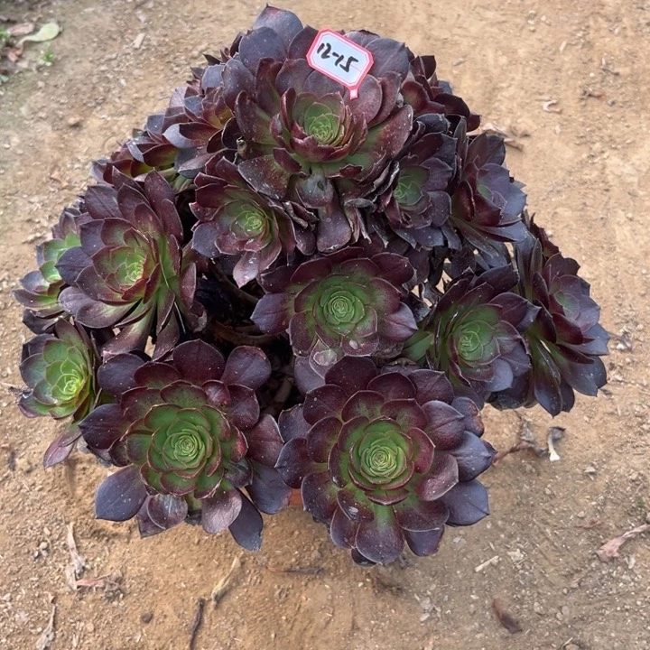 12-15赤焰莲多肉植物