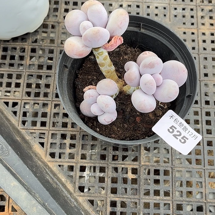 阿雅园艺。      525奶酪