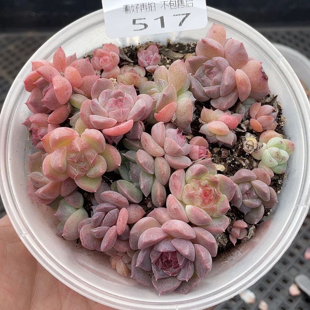 云糖心多肉植物517