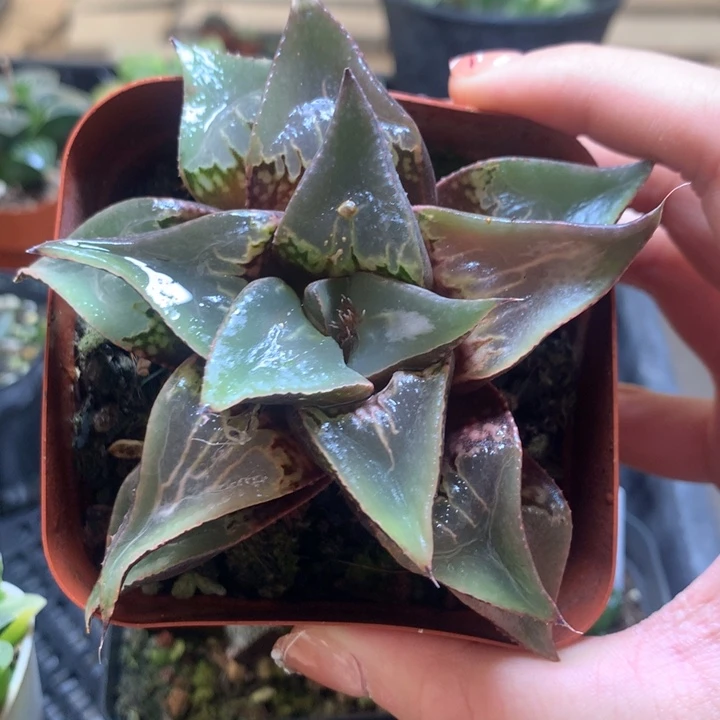 酒吞童子寿一物一拍