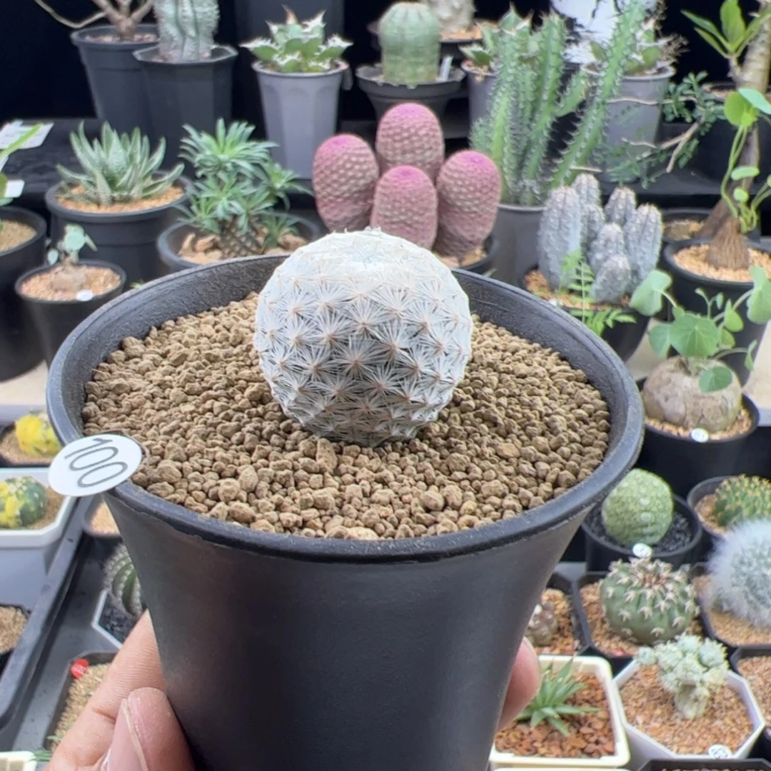 白鸟实生2.8一物一拍默认脱土发