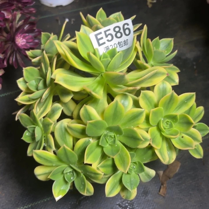 瑞妈一物一拍586