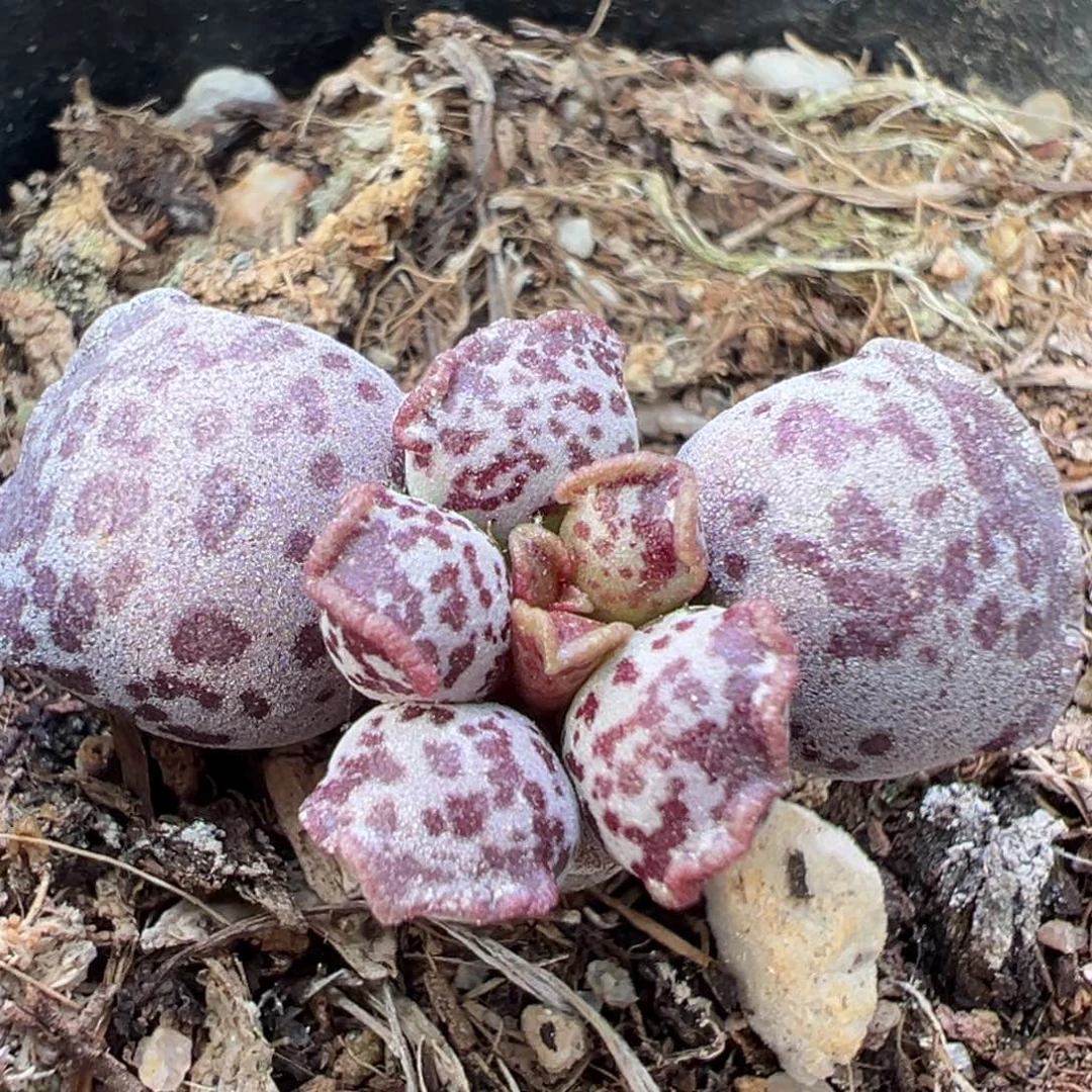 紫斑达摩海豹多肉