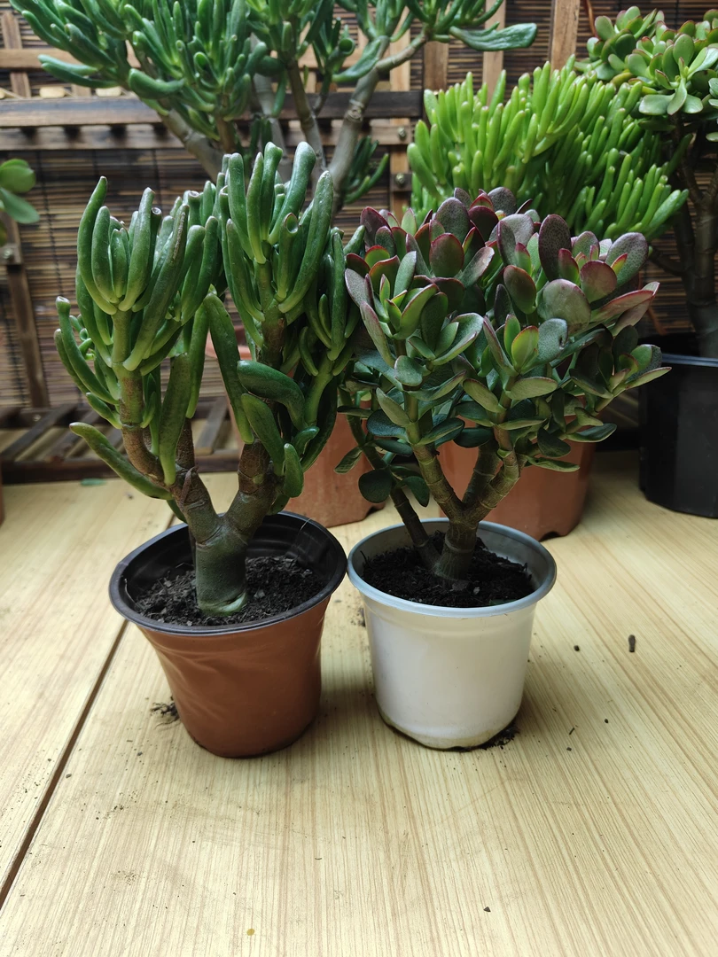 精品小老桩（组合套装）吸财树  摇钱树