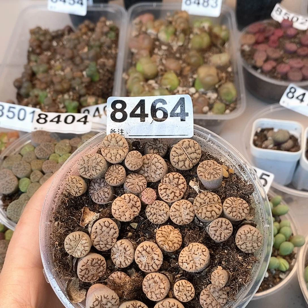 8464雀卵看看咯来