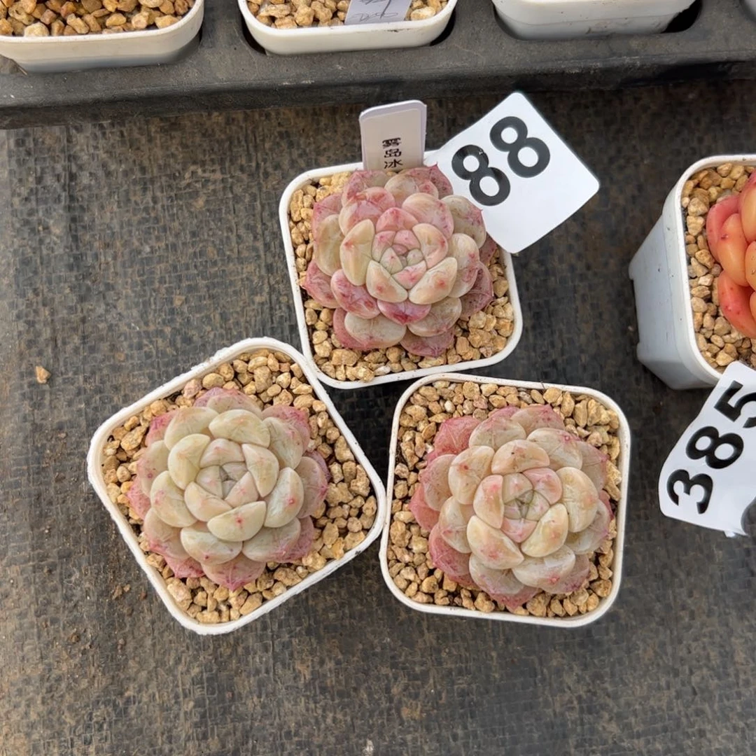 ?****?88 多肉植物组合