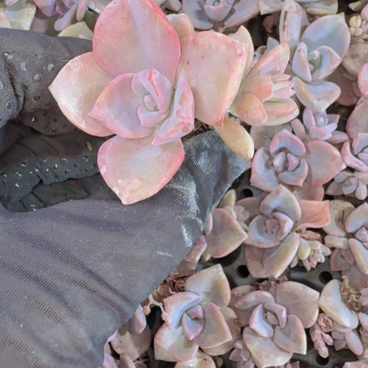 精品彩虹糖两颗一组