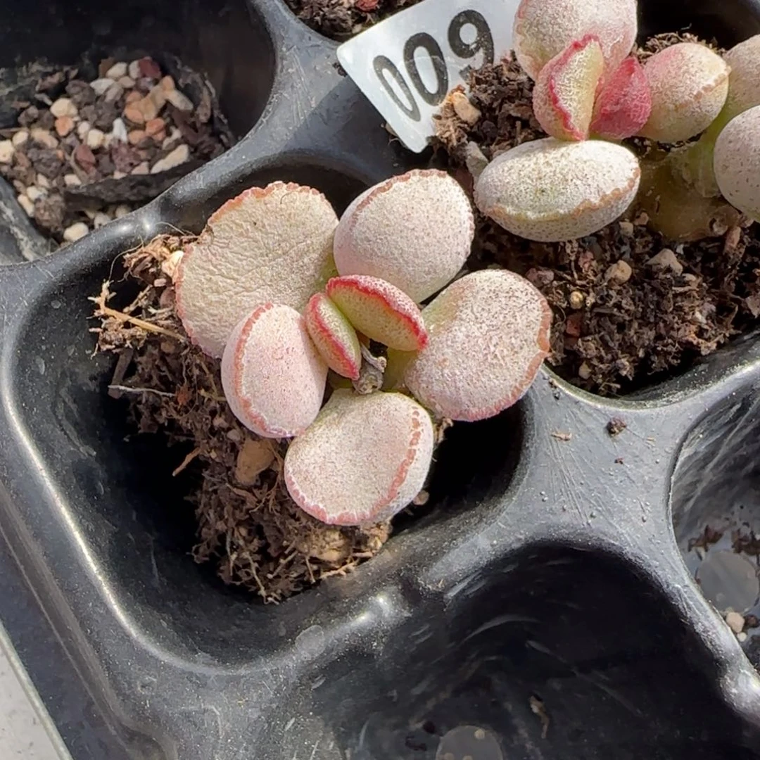 银霜磨砂蛋多肉植物009