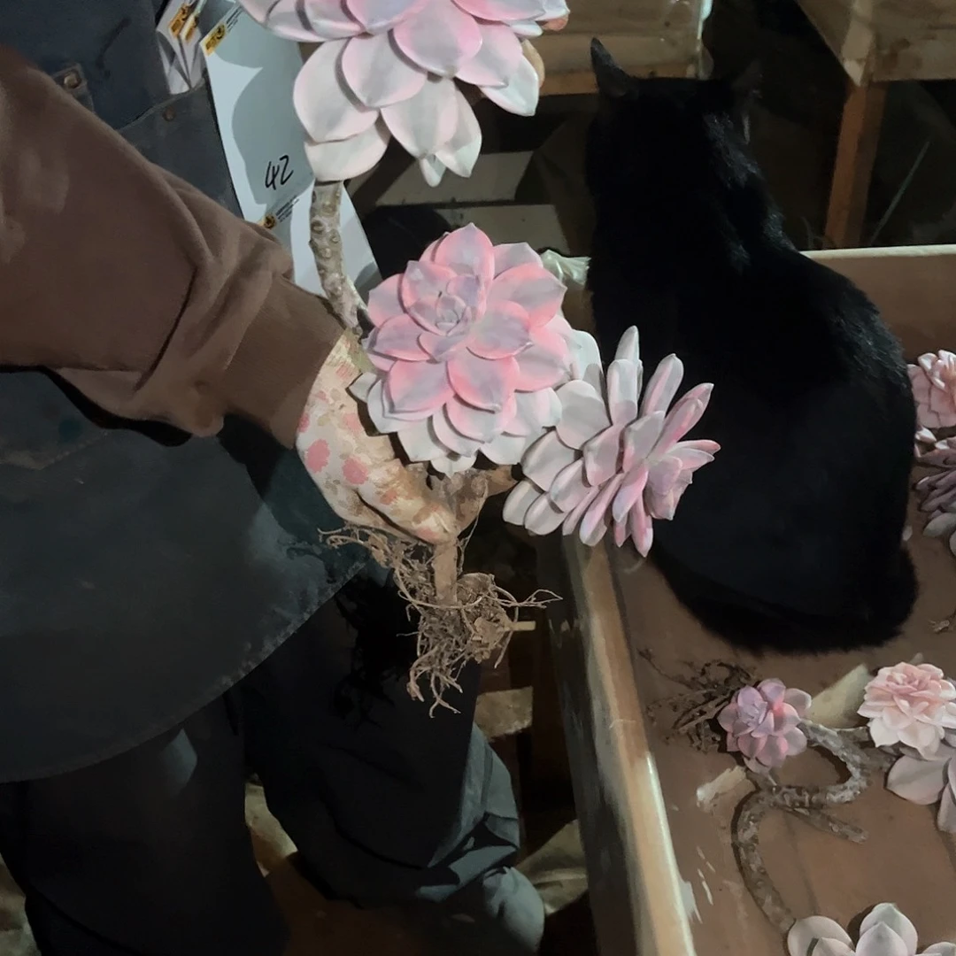 半**田多肉植物紫乐景41