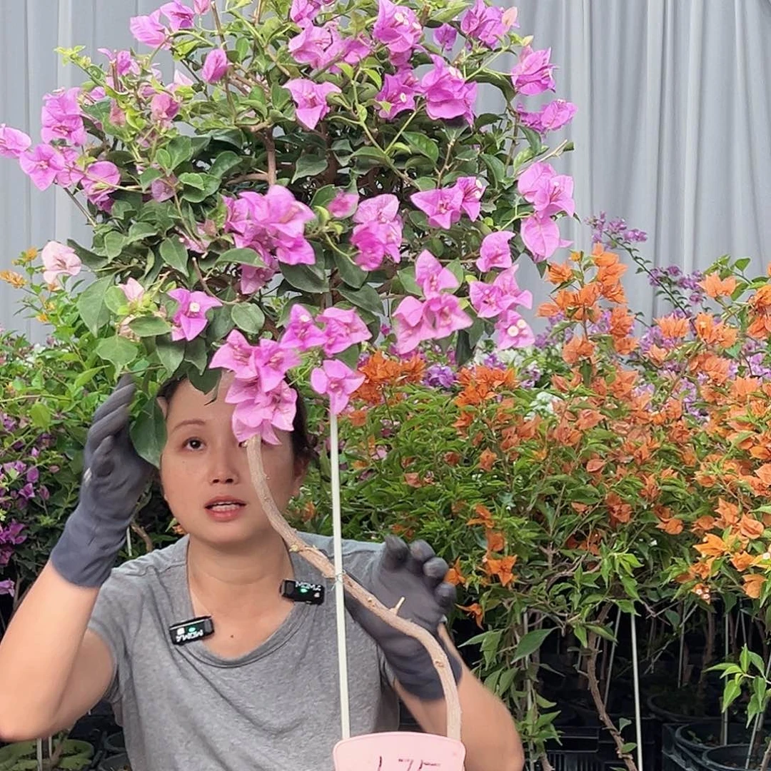 蓉***儿当前无花栽培后可以开花L75雪紫