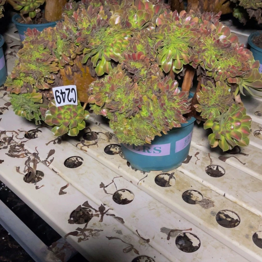 女巫宽中班7/-8包邮