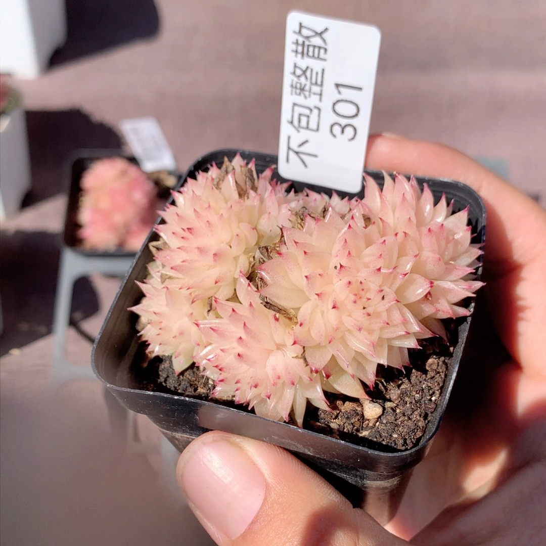 301 麦杆群生 不包整散