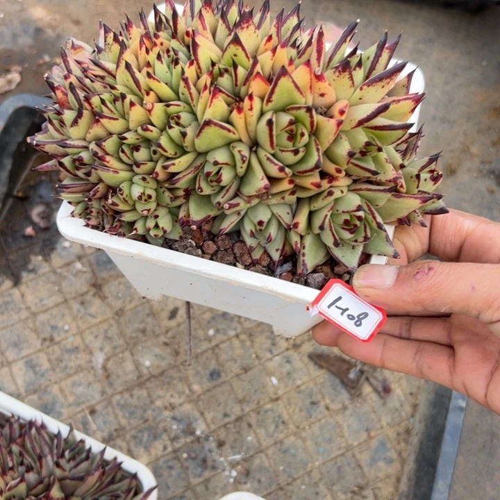 花***花精品多肉植物老桩乌木缀