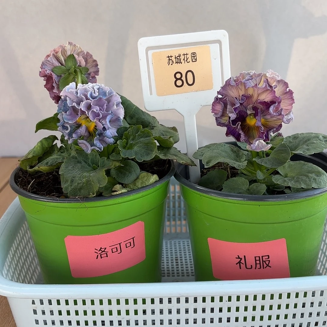 大部分开放少量花苞80