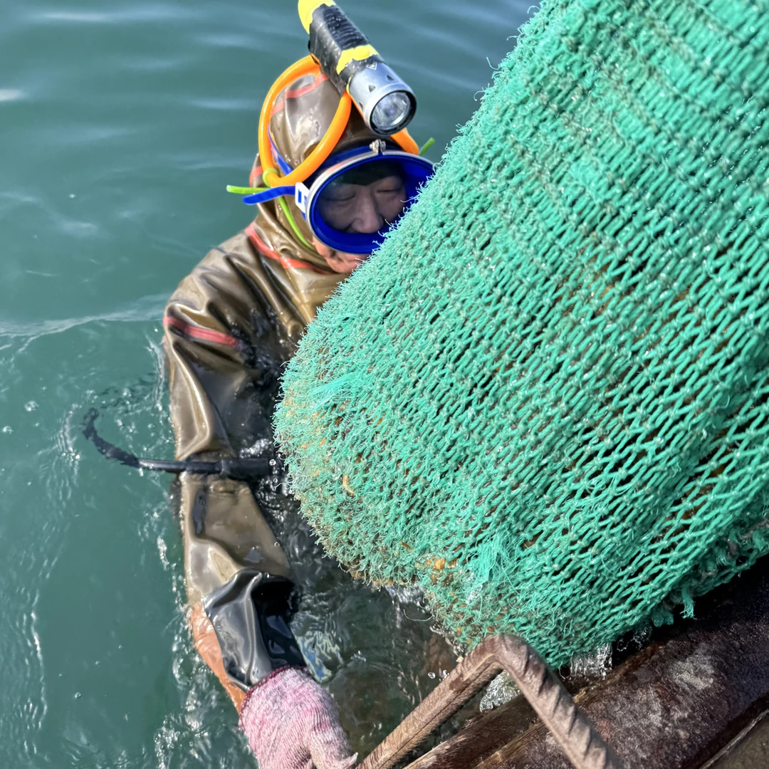 深海纯冻煮海参新鲜免费加工顺丰包邮到家